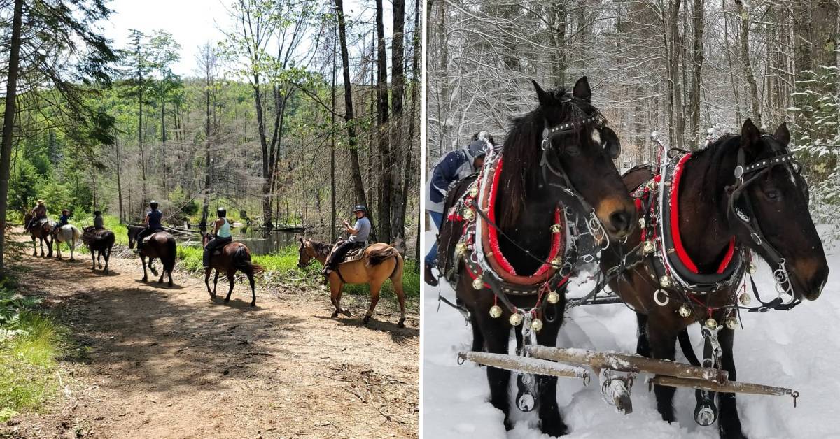 split image with people horseback riding in warm weather on the left and two horses standing in snow on the right